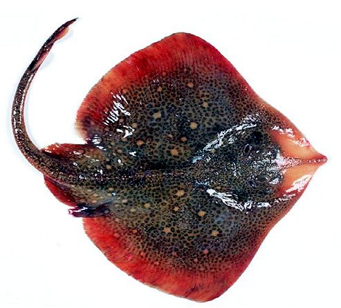 Raja brachyura_07.jpg